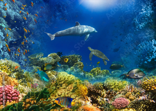 Underwater world. Coral fishes of Red sea.