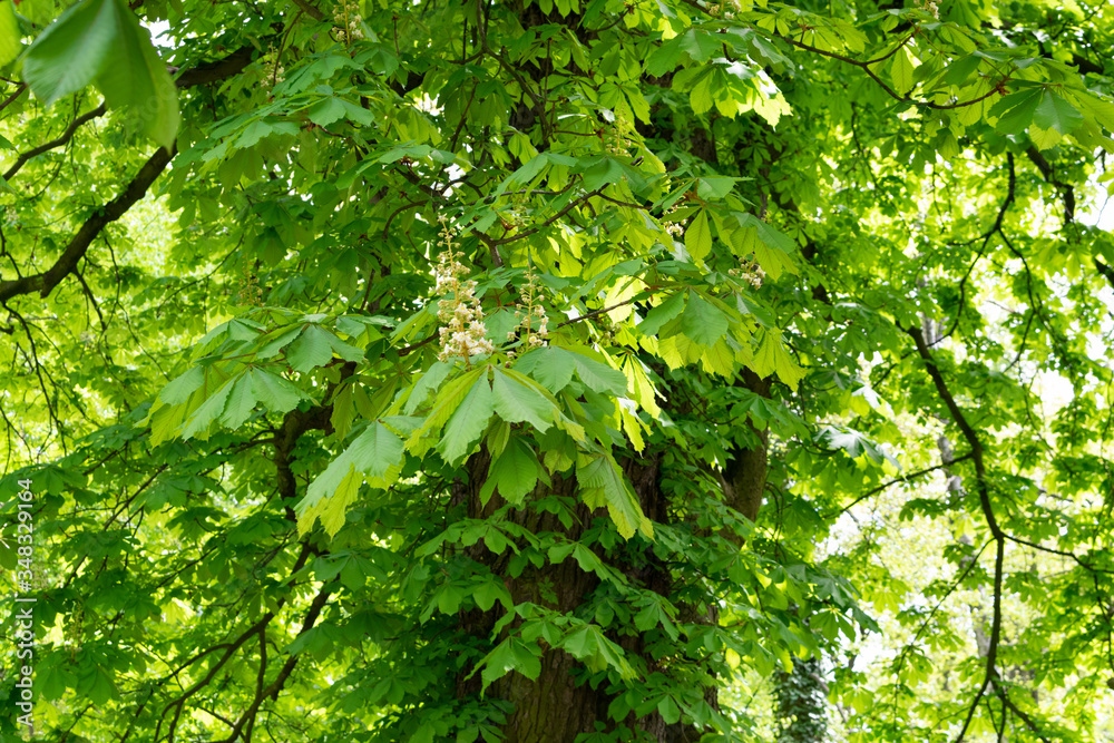 Young Light Green Spring Leaves in Sunshine Day Young Light Green Spring Leaves in Sunshine Day