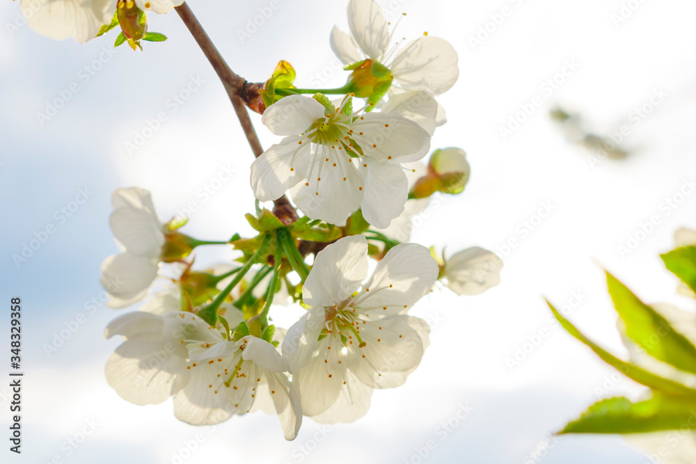 Obraz premium White cherry blossoms on a branch