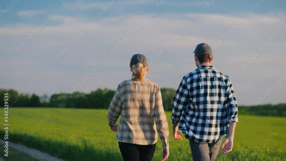 Two farmers walk among the fields of green wheat, communicate