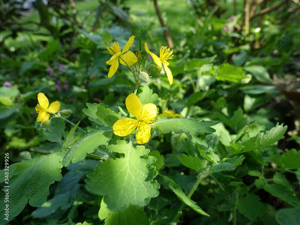 Acker-Senf (Sinapis arvensis), blühende Pflanze Acker-Senf (Sinapis arvensis), blühende Pflanze