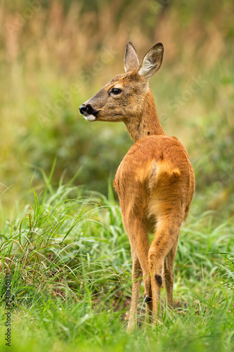 Attentive roe deer, capreolus capreolus, standing on glade from back view, looking aside and listening with large ears in green nature. Vertical composition of elegant animal in outdoor habitat