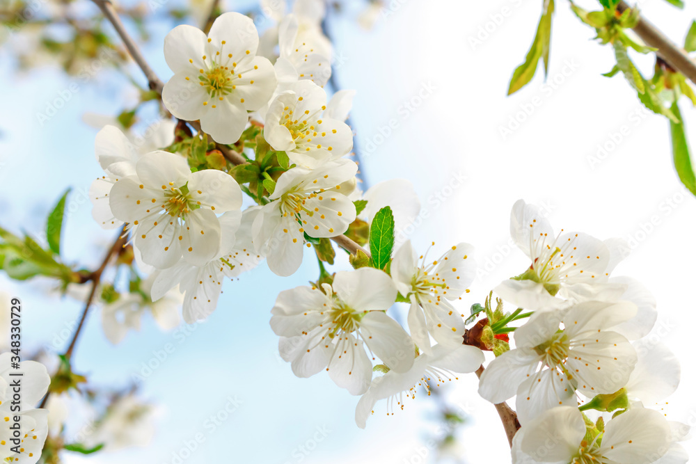 Fototapeta premium White cherry blossoms on a branch