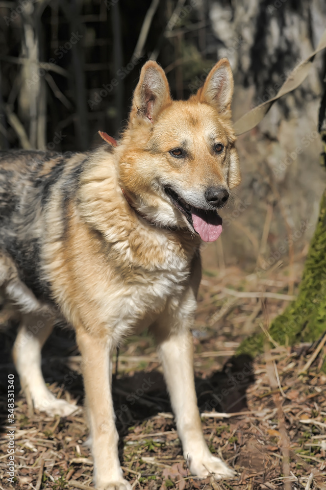 German shepherd on a leash