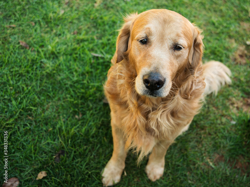 Gentle golden retriever