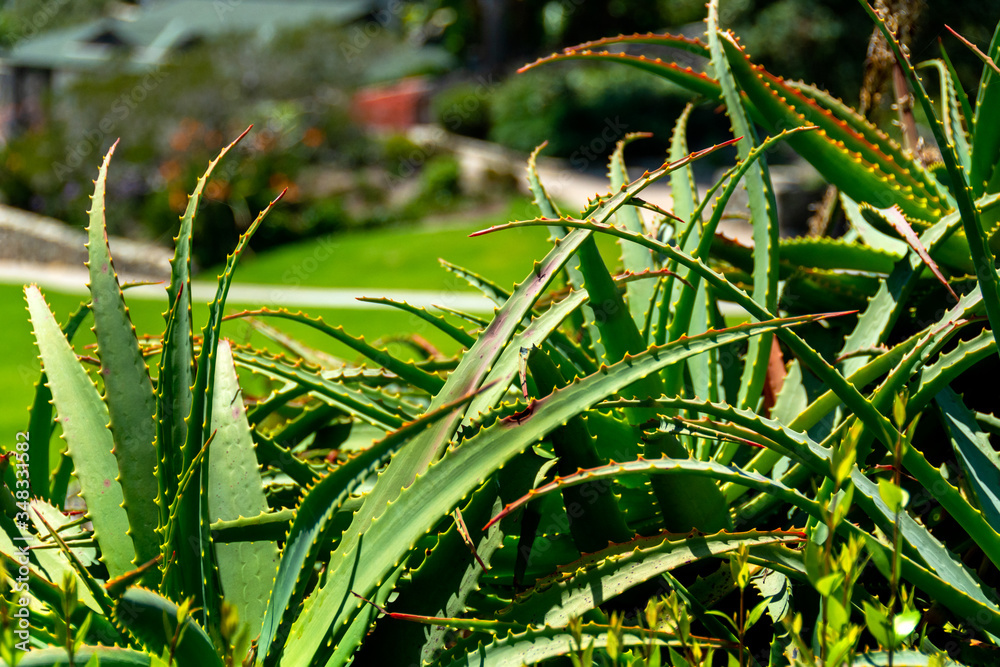 Fototapeta premium Closeup of a large aloe vera plant with a bokeh background in Laguna Beach, CA.
