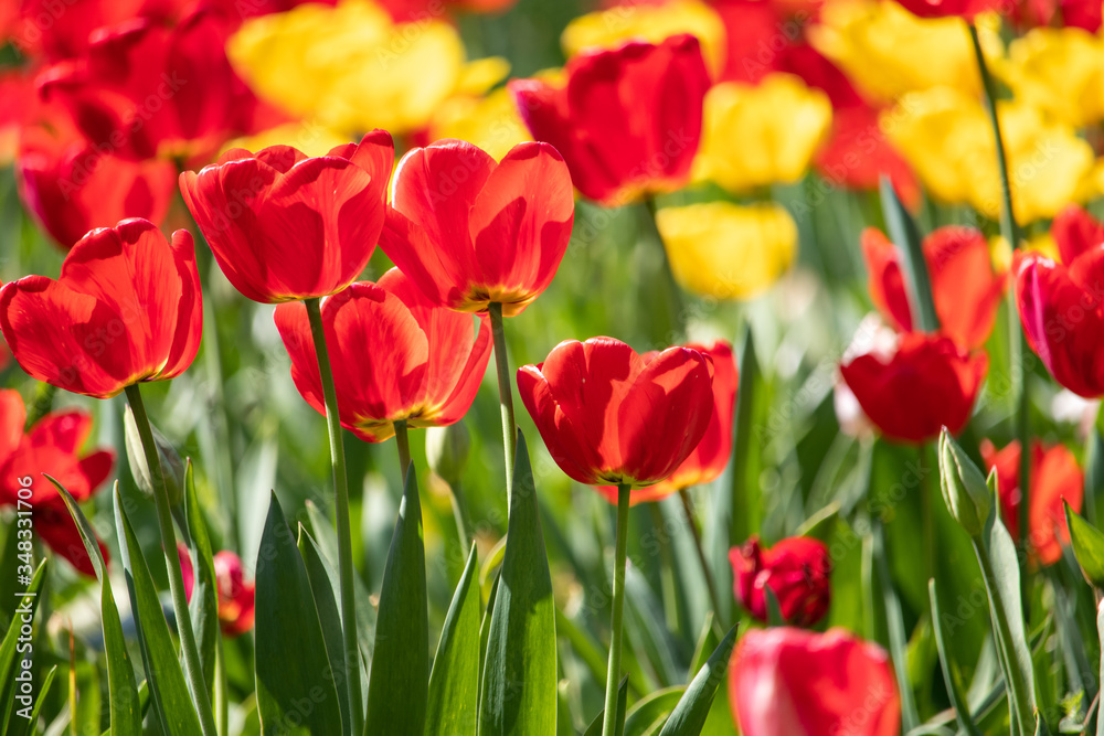 Red and yellow tulip flowers in the park