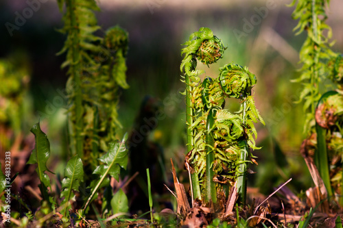 young sprouts of a fern similar to a family