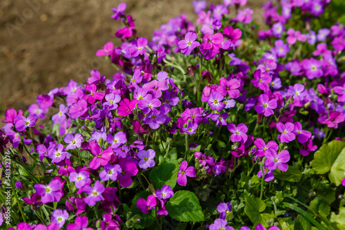 Blossom of aubrieta in spring time. Aubrieta  often misspelled as Aubretia  is a genus of about 20 species of flowering plants in the cabbage family Brassicaceae. 