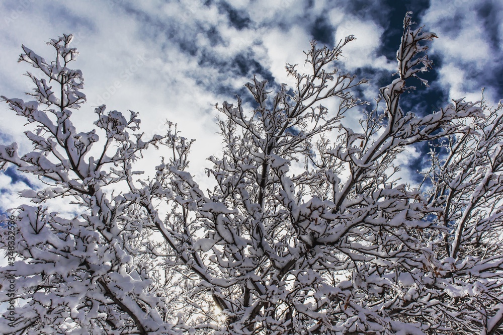 Obraz premium snow covered branches
