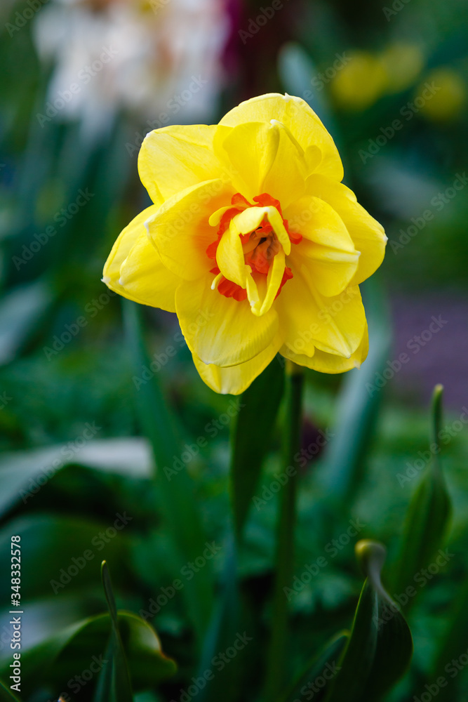 Narcissus flowers are more commonly known as daffodils or jonquils in spirng time. Narcissus is a genus of predominantly spring flowering perennial plants of the amaryllis family. Narcissus flowers are more commonly known as daffodils or jonquils in spirng time. Narcissus is a genus of predominantly spring flowering perennial plants of the amaryllis family.