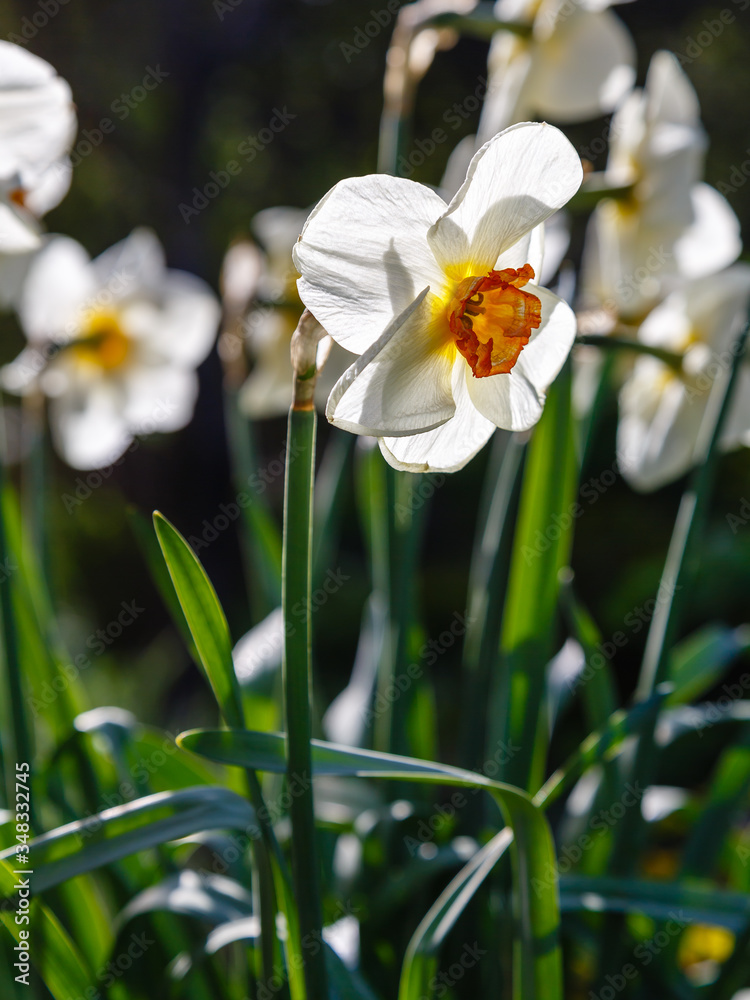 Narcissus flowers are more commonly known as daffodils or jonquils in spirng time. Narcissus is a genus of predominantly spring flowering perennial plants of the amaryllis family.