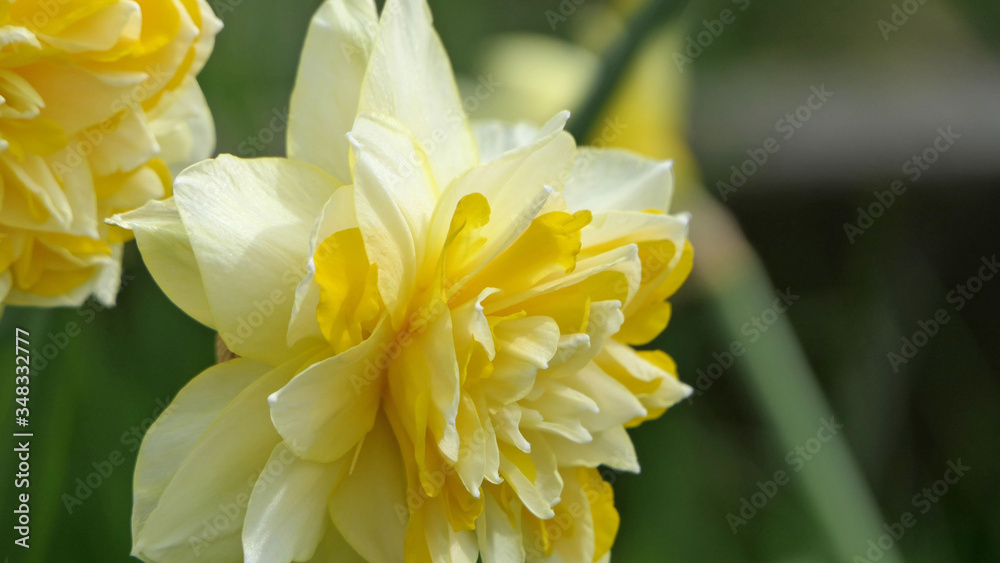 Dick Wilden Daffodil in a garden in UK Dick Wilden Daffodil in a garden in UK