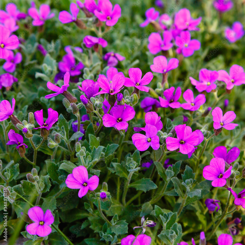Aubretia or Aubrieta low spreading hardy evergreen perennial flowering plants with multiple dense small violet flowers with yellow center planted in local garden Aubretia or Aubrieta low spreading hardy evergreen perennial flowering plants with multiple dense small violet flowers with yellow center planted in local garden