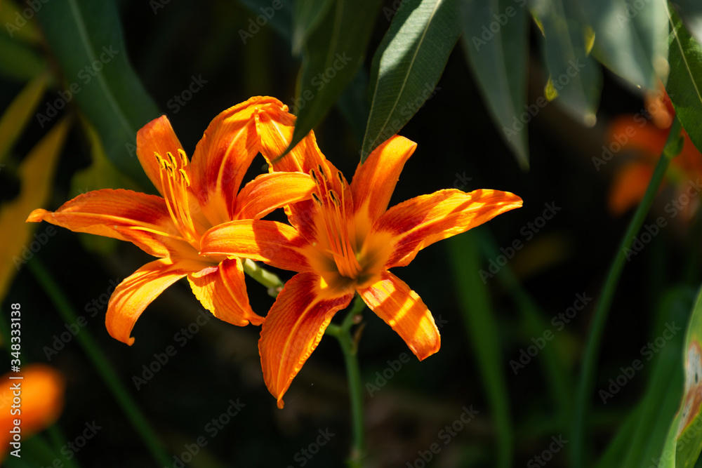 Fototapeta premium Hemerocallis fulva, Orange daylily close-up. Bright garden flower. Summer flowerbed with flowers. Orange daylily in selective focus. Macro photography of flowers in the garden.