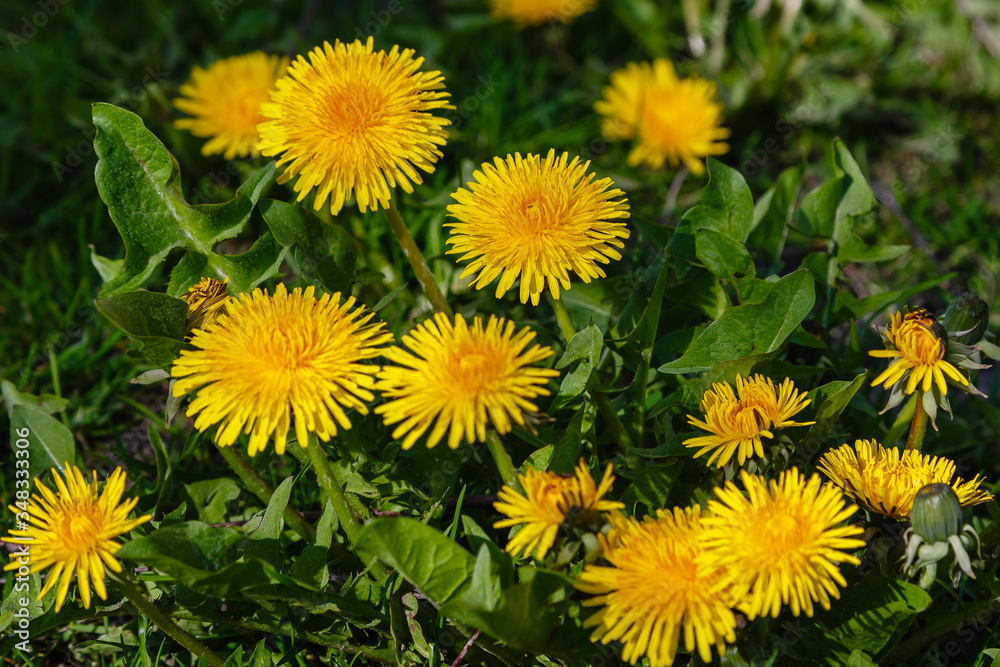 Yellow flowers of dandelions in green backgrounds. Spring and summer background. Yellow flowers of dandelions in green backgrounds. Spring and summer background.