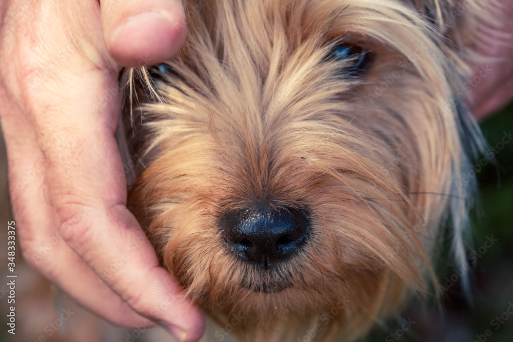 yorkshire terrier puppy and a hand old friends men and dog yorkshire terrier puppy and a hand old friends men and dog