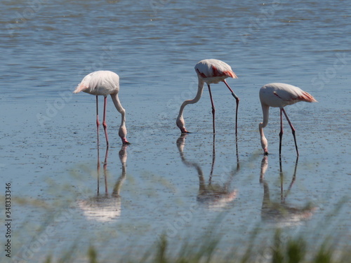 group of Pink Flamingo moving and reflecting in the water of the lagoon © filippoph