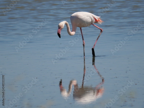 Pink Flamingo moving and reflecting in the water of the lagoon