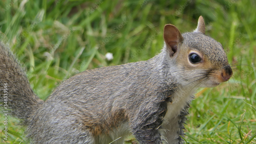 Grey squirrel searching for food Grey squirrel searching for food