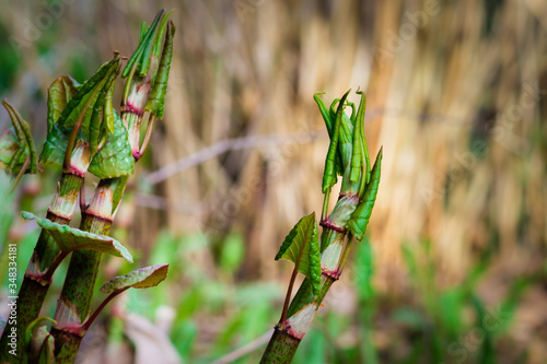 a plant that looks like bamboo, Polygonum sachalinense photo