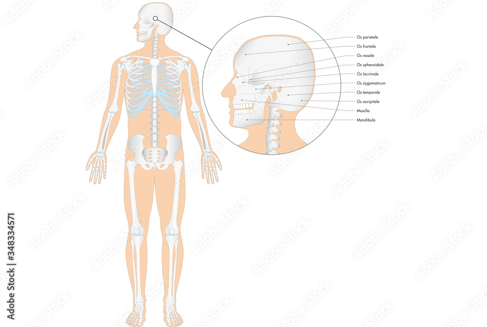 Anatomie - menschliches Skelett - Schädel (lateinische Beschriftung)