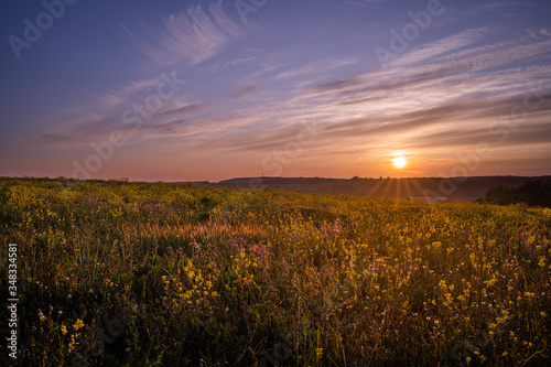 Sunset over field of mixed flowers