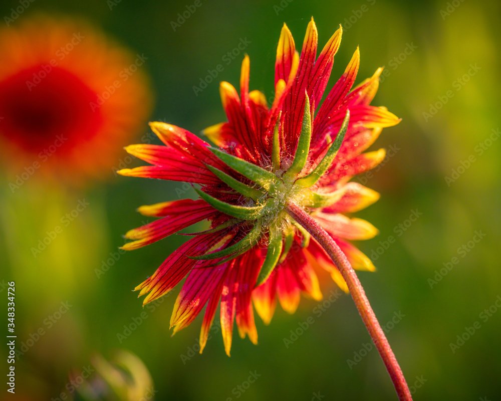 Indian Blanket Wildflower in Rural Texas Indian Blanket Wildflower in Rural Texas