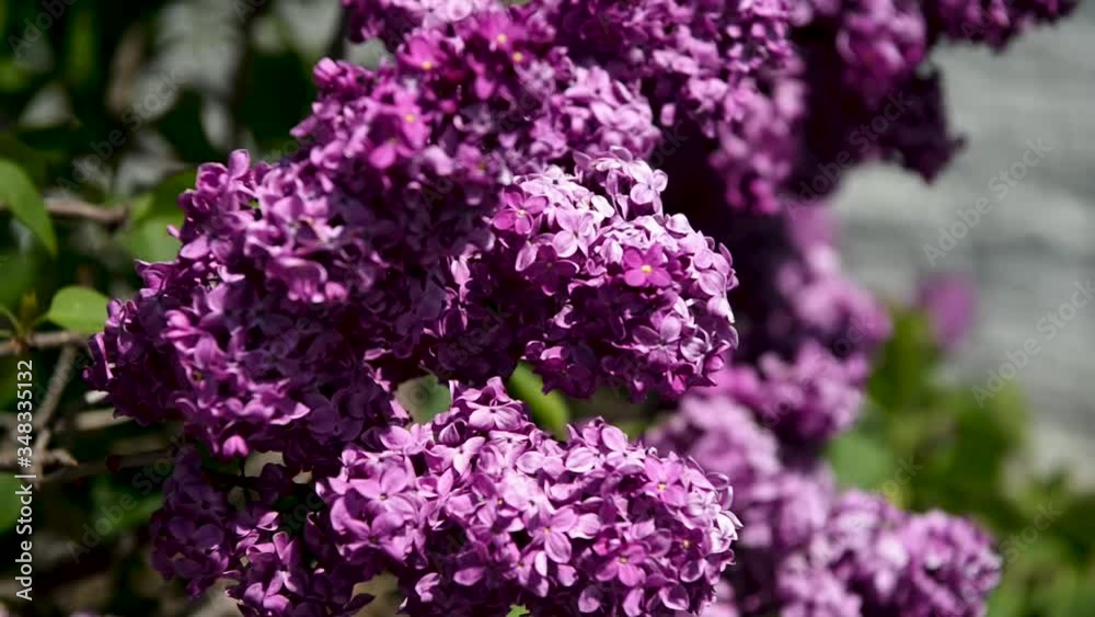 Spring branch of lilac flowers trees. Sunny day in garden outdoors. Spring branch of lilac flowers trees. Sunny day in garden outdoors.