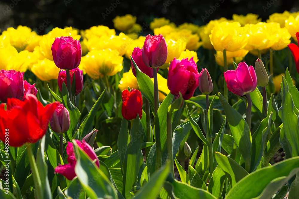 Obraz premium Beautiful colorful red and yellow tulips background. Field of spring flowers. Flower bed tulips close up