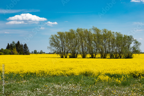 Fototapeta Naklejka Na Ścianę i Meble -  Countryside scenic view with yellow colza (stuprum) blooming