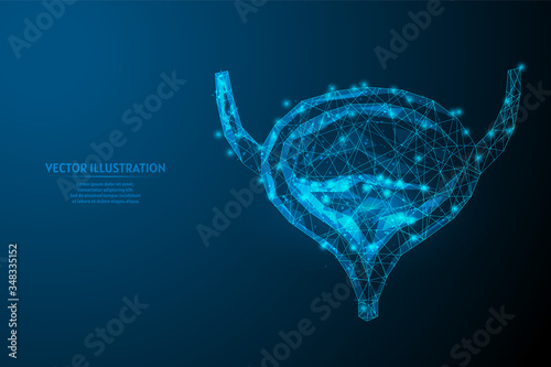 Human bladder close up. Organ anatomy. Excretory system. Kidney disease, cancer, cystitis, stones. Innovative medicine and technology. 3d low poly wireframe vector illustration.