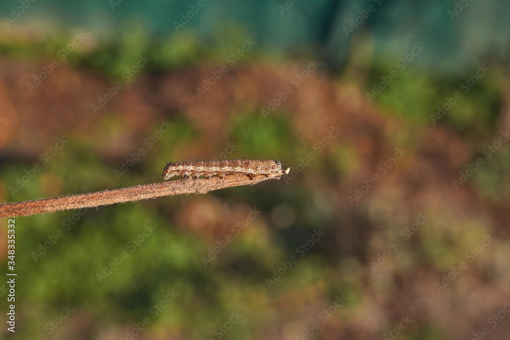 The caterpillar seeks shelter before the onset of winter. The caterpillar seeks shelter before the onset of winter.