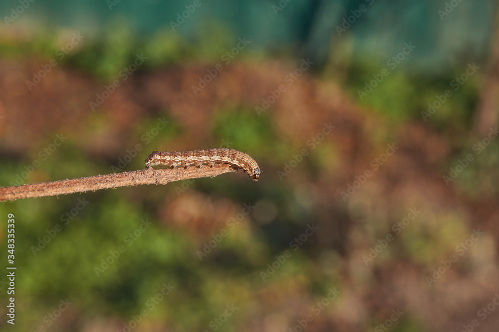 The caterpillar seeks shelter before the onset of winter. The caterpillar seeks shelter before the onset of winter.