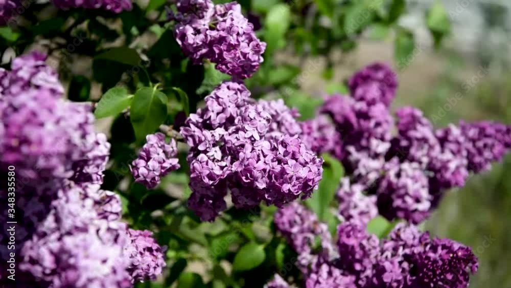 Spring branch of lilac flowers trees. Sunny day in garden outdoors. Spring branch of lilac flowers trees. Sunny day in garden outdoors.