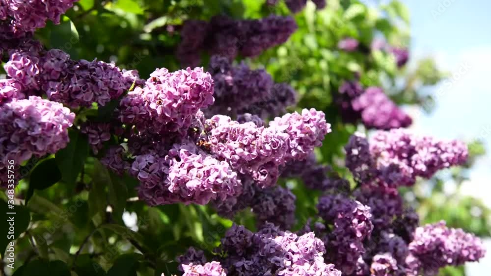 Spring branch of lilac flowers trees. Sunny day in garden outdoors. Spring branch of lilac flowers trees. Sunny day in garden outdoors.