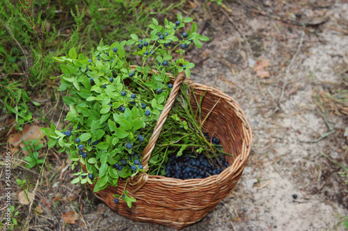 Blueberry in a wicker basket
