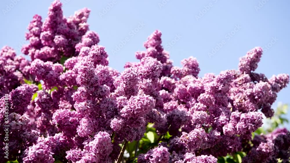 Spring branch of lilac flowers trees. Sunny day in garden outdoors. Spring branch of lilac flowers trees. Sunny day in garden outdoors.