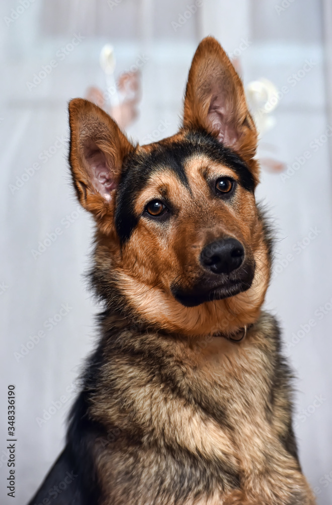 half-breed dog German shepherd close-up half-breed dog German shepherd close-up