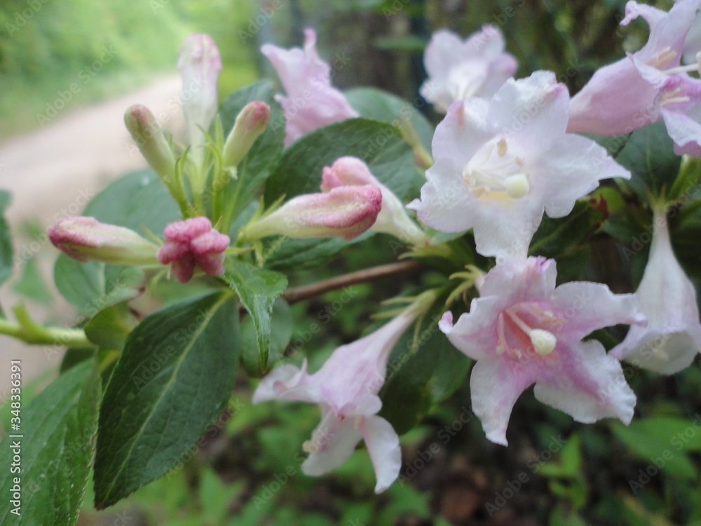 ciekawe różowe kwiaty na gałązce