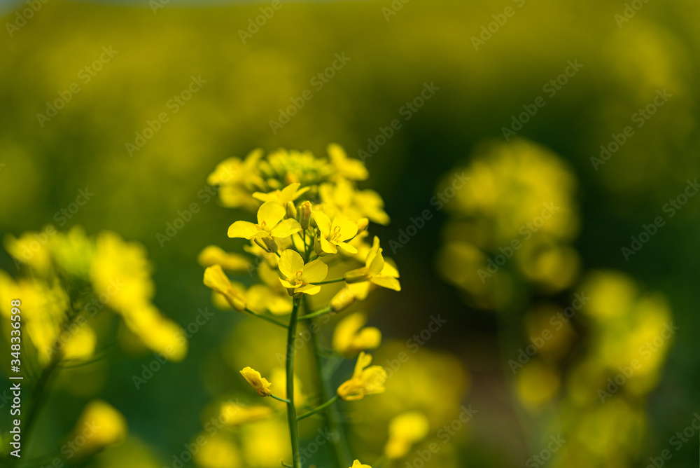 Rapeseed field, Blooming canola flowers close up Rapeseed field, Blooming canola flowers close up