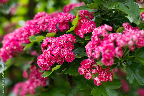 Beautyful flowering spring and summer tree with small pink flowers, roses and green leaves