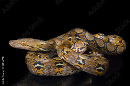 Reticulated Python (Python reticulatus) isolated on black background.
 photo