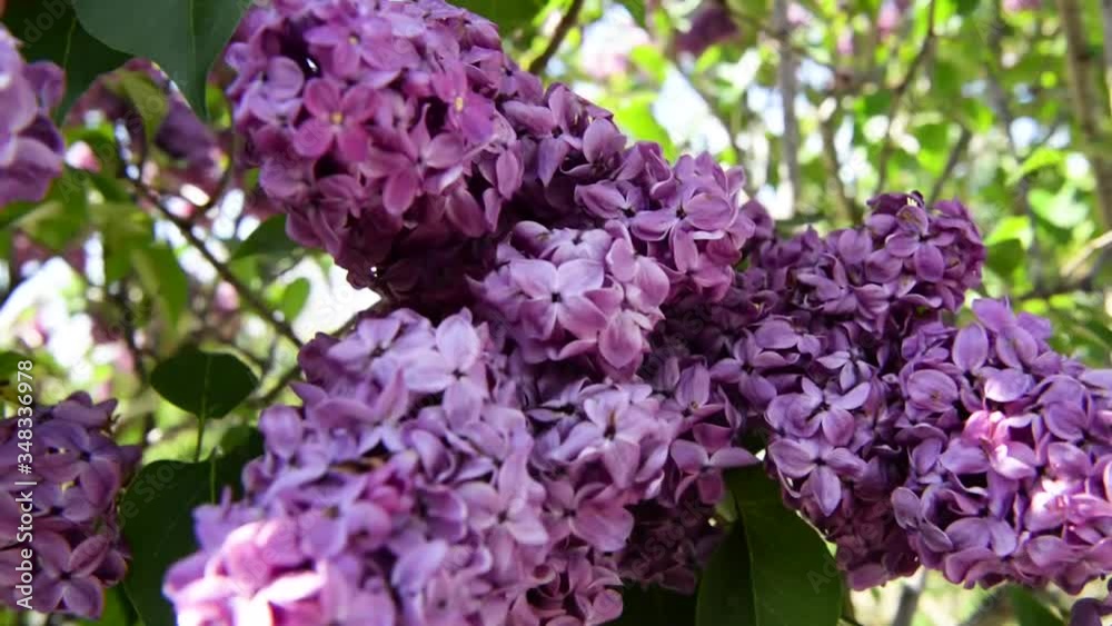Spring branch of lilac flowers trees. Sunny day in garden outdoors. Spring branch of lilac flowers trees. Sunny day in garden outdoors.