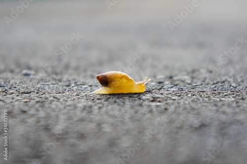 A yellow snail is slowly crawling across a patch of coarse, black asphalt. Because of it´s small size, the gastropod is translucent. This provides insight in it´s inner workings.