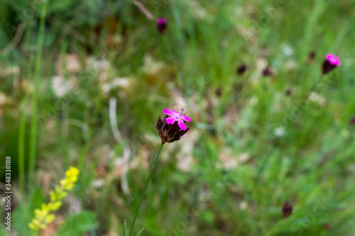 A close-up pink flower on a blurred background in the spring landscape