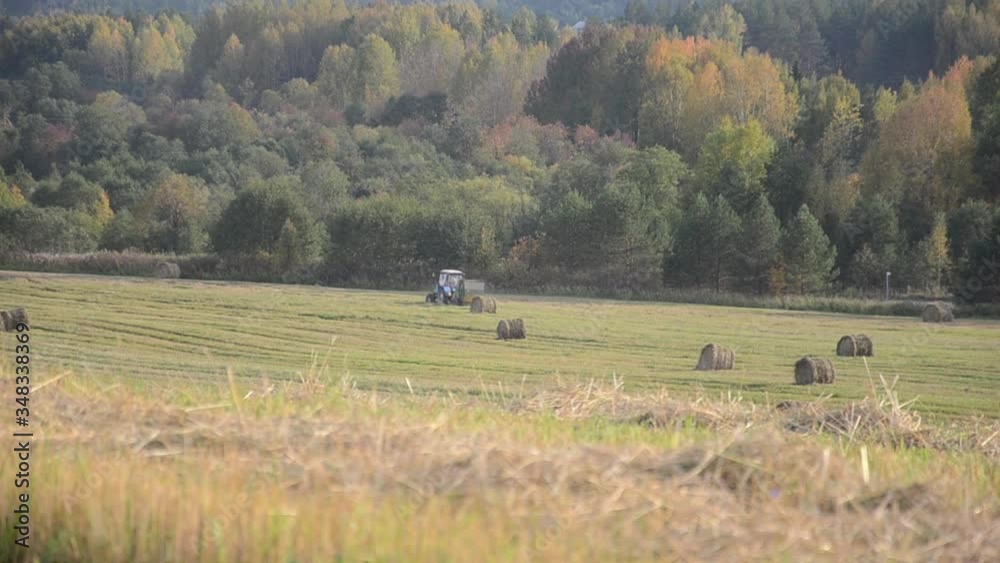 Harvest. Straw piling. Agricultural industry. Field of rye. September 2019 Harvest. Straw piling. Agricultural industry. Field of rye. September 2019