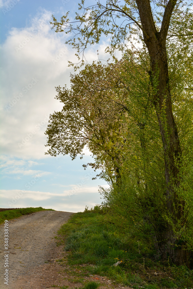 A dirt road between a field and a tree A dirt road between a field and a tree