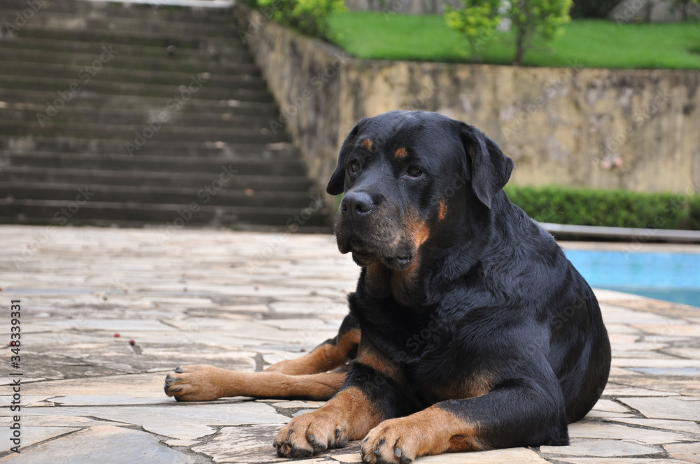 black rottweiler dog black rottweiler dog