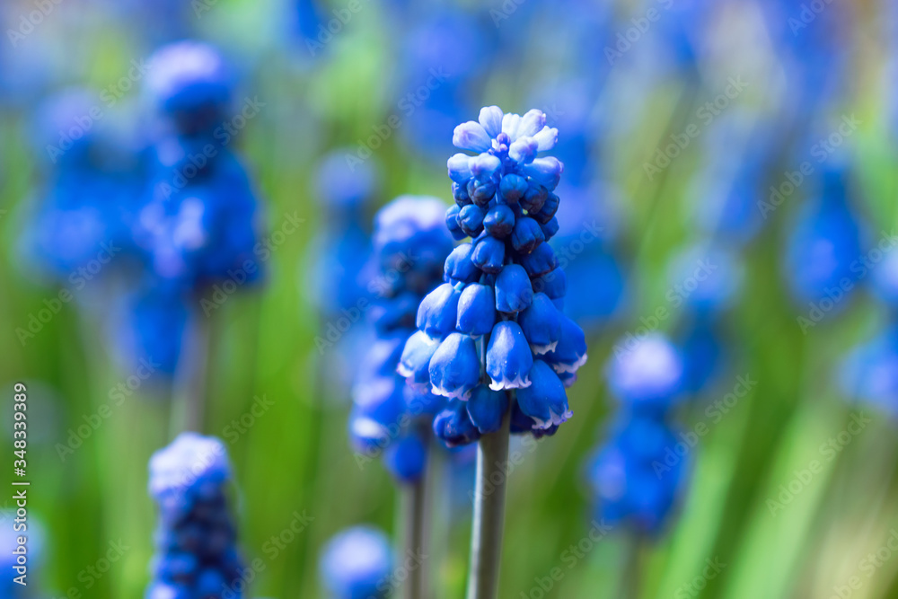 Blue Muscari close up with shallow depth of field.Selective focus, blurred background Blue Muscari close up with shallow depth of field.Selective focus, blurred background